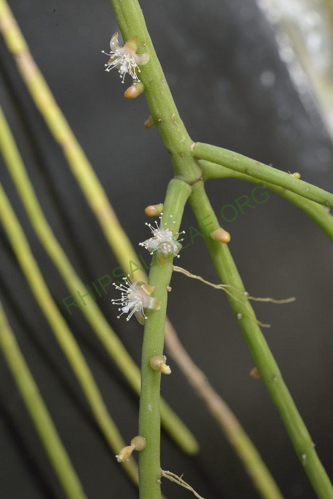 Rhipsalis lindbergiana, AJ 128, Rio de Janeiro