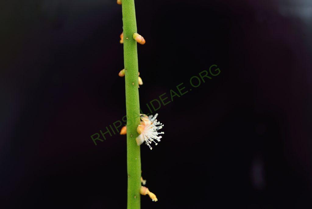 Rhipsalis lindbergiana, AJ 128, Rio de Janeiro