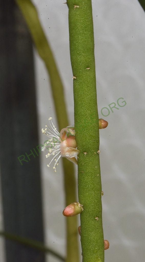 Rhipsalis lindbergiana, AJ 128, Rio de Janeiro