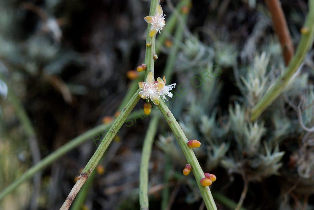 Rhipsalis lindbergiana, Itatiaia, Rio de Janeiro, Brazil