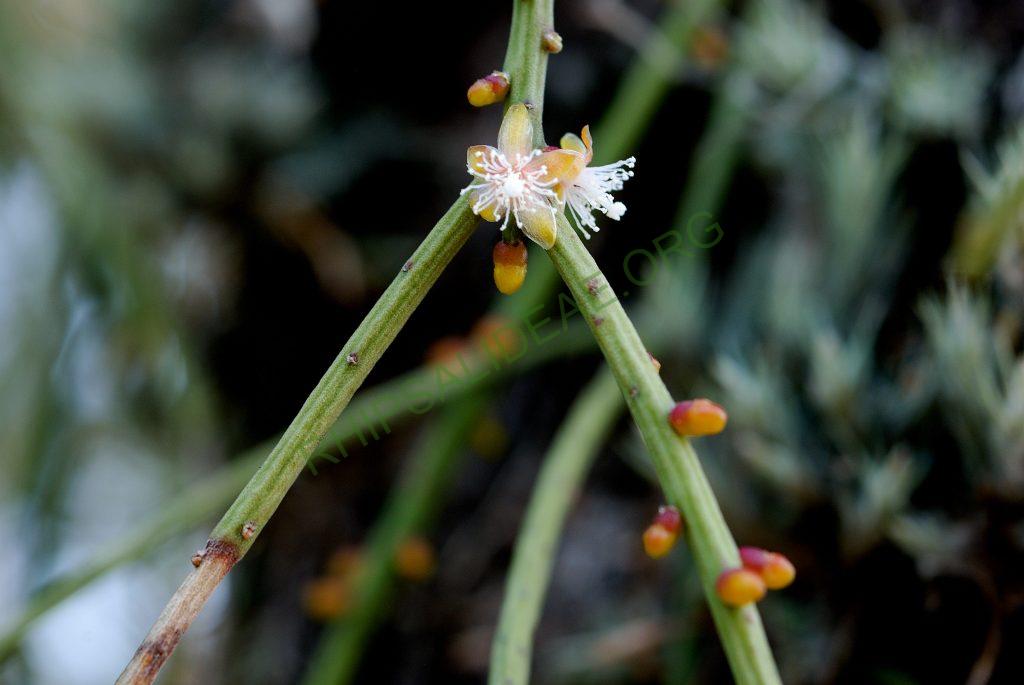Rhipsalis lindbergiana, Itatiaia, Rio de Janeiro, Brazil