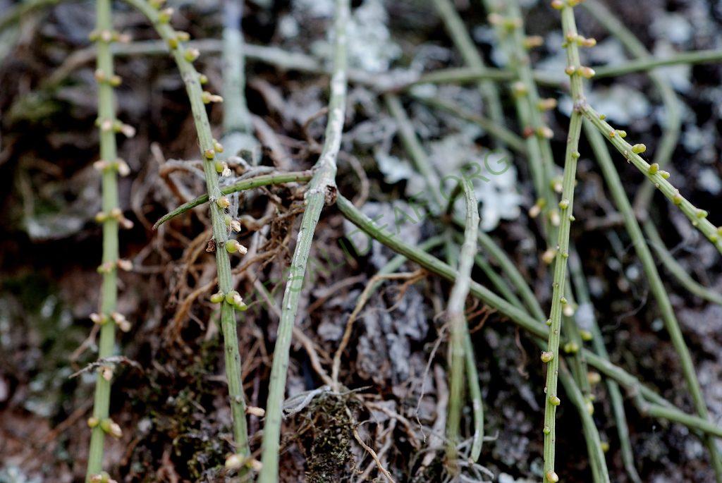 Rhipsalis lindbergiana, Resende, Rio de Janeiro, Brazil