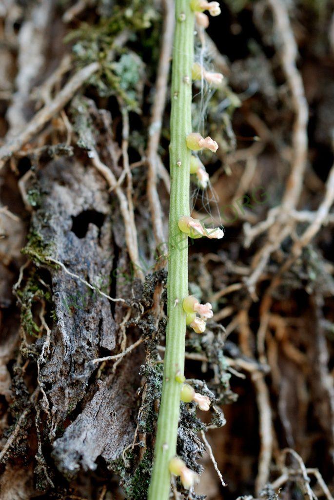 Rhipsalis lindbergiana, Resende, Rio de Janeiro, Brazil