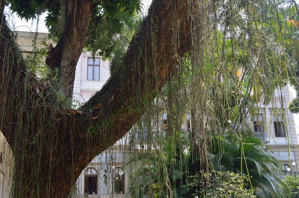 Rhipsalis lindbergiana, Rio de Janeiro