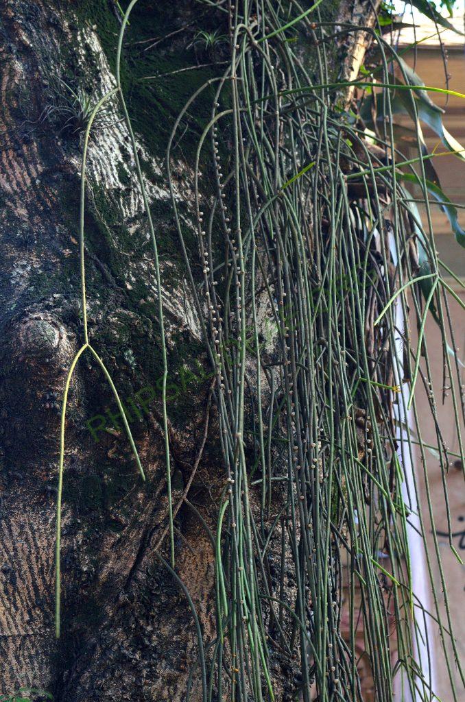 Rhipsalis lindbergiana, Rio de Janeiro