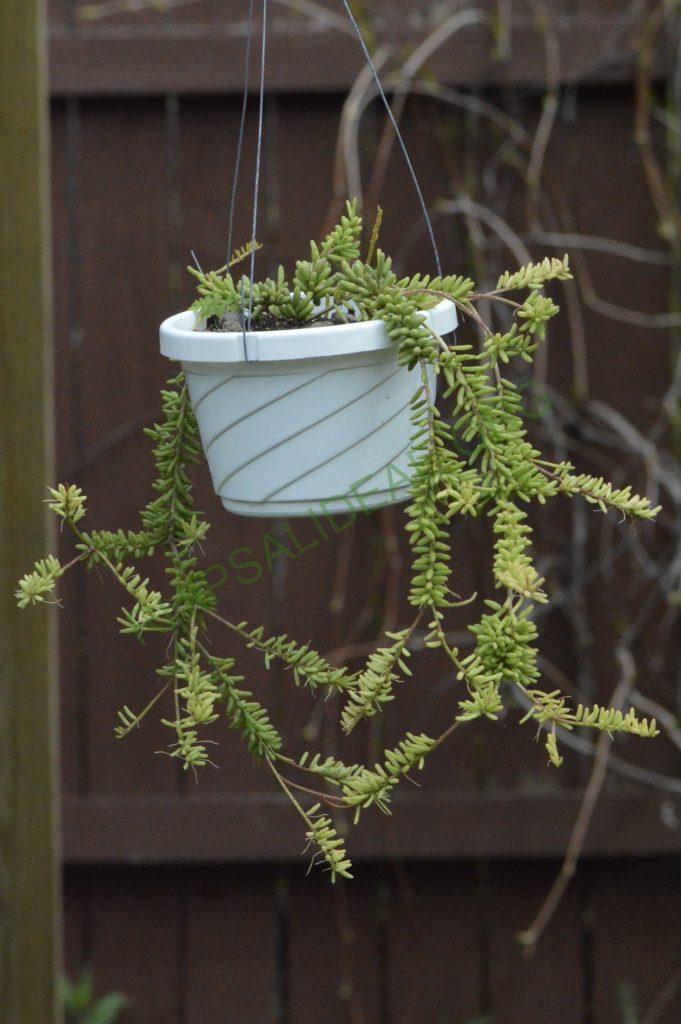 Rhipsalis mesembryanthemoides