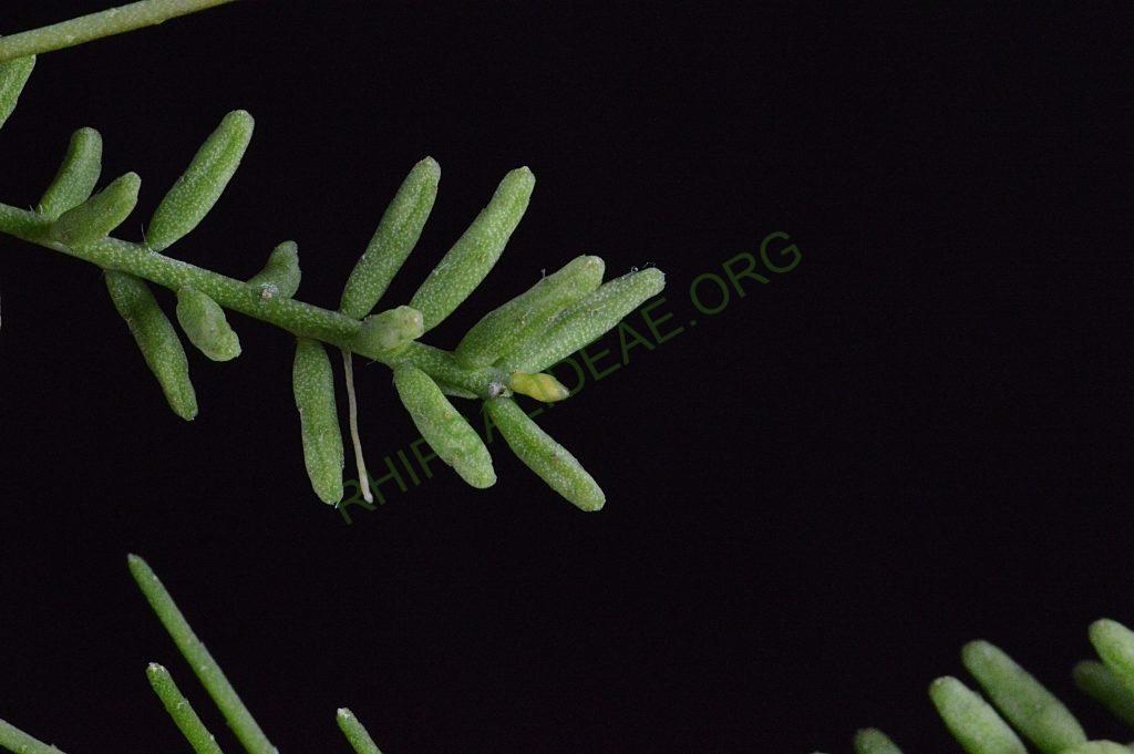 Rhipsalis mesembryanthemoides