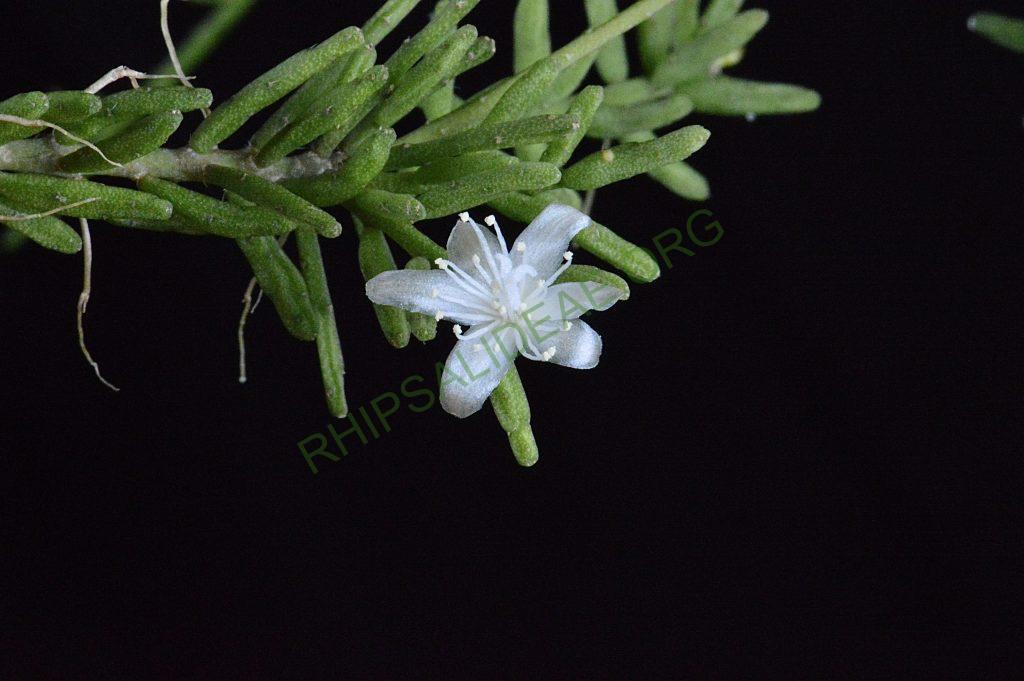 Rhipsalis mesembryanthemoides