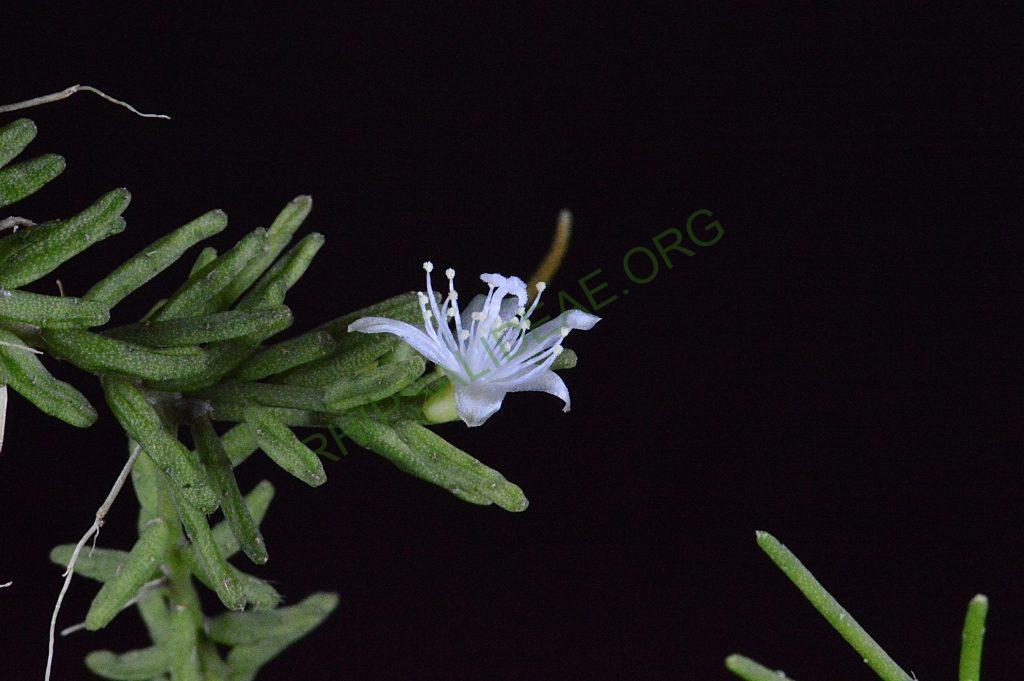 Rhipsalis mesembryanthemoides