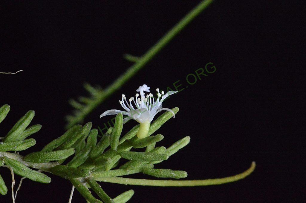 Rhipsalis mesembryanthemoides