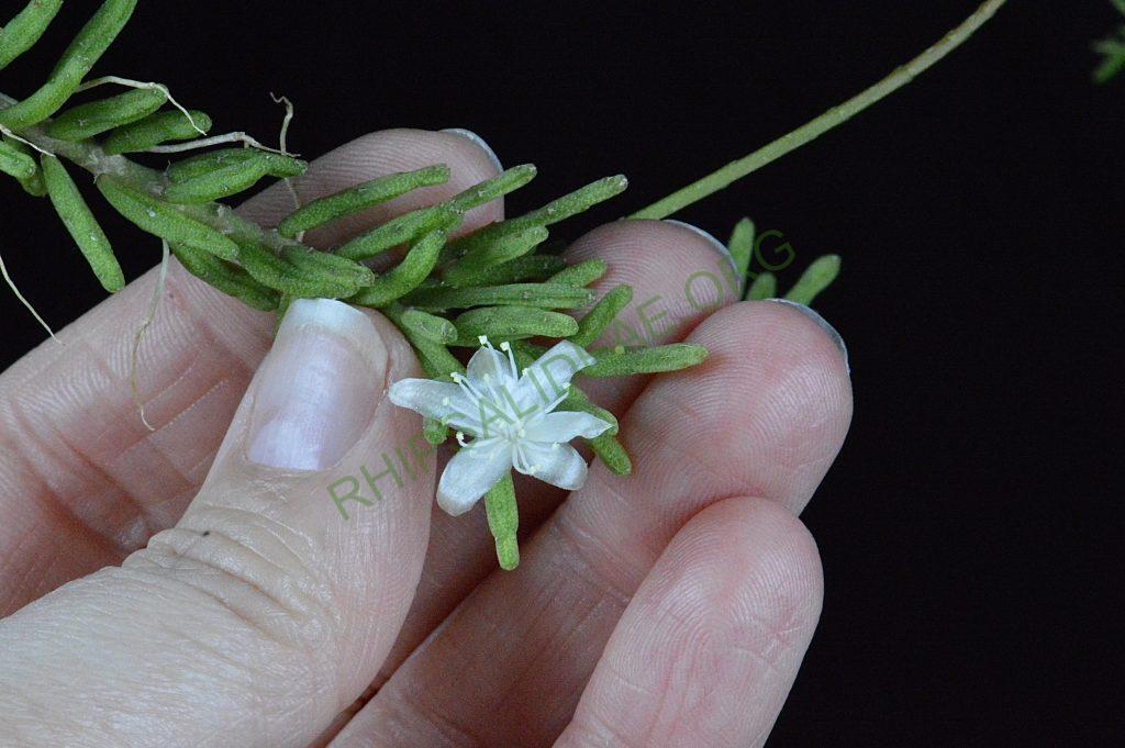 Rhipsalis mesembryanthemoides