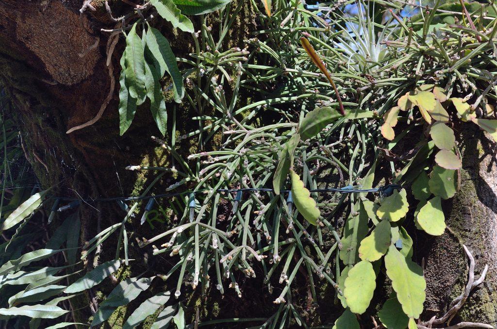 Rhipsalis neves-armondii f. neves-armondii, Domingos Martins