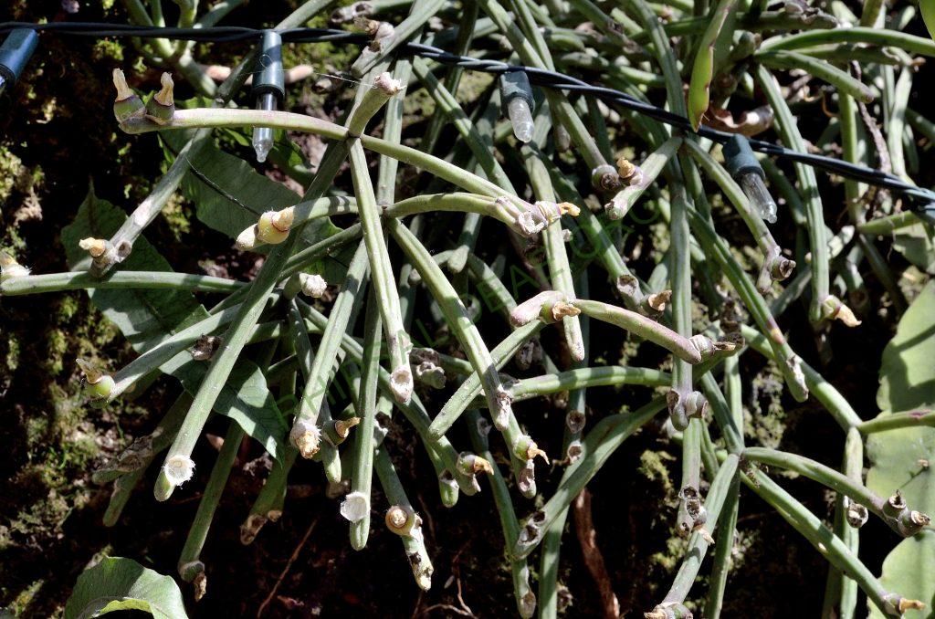 Rhipsalis neves-armondii f. neves-armondii, Domingos Martins