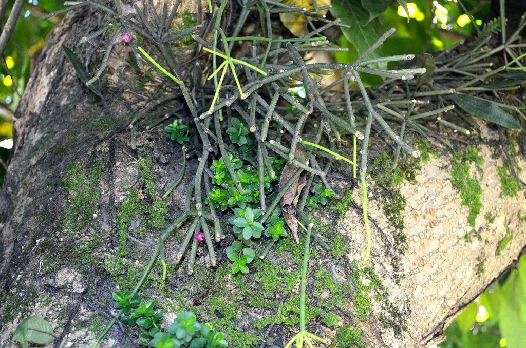 Rhipsalis neves-armondii f. neves-armondii, Petrópolis, Rio de Janeiro, Brazil