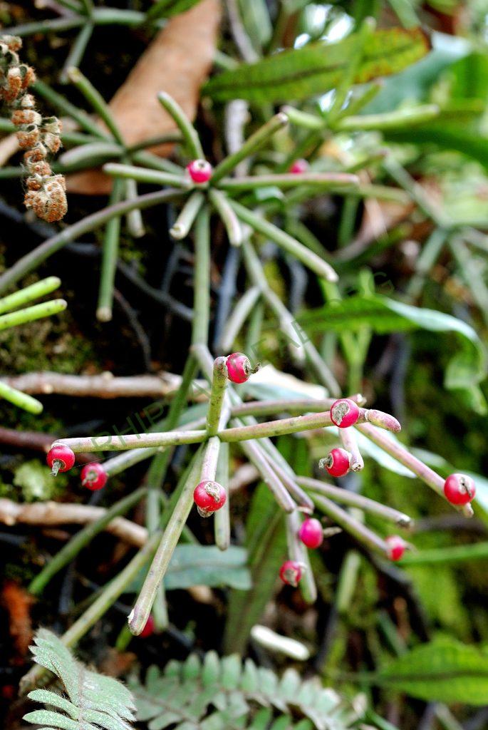 Rhipsalis neves-armondii f. neves-armondii, Petrópolis, Rio de Janeiro, Brazil
