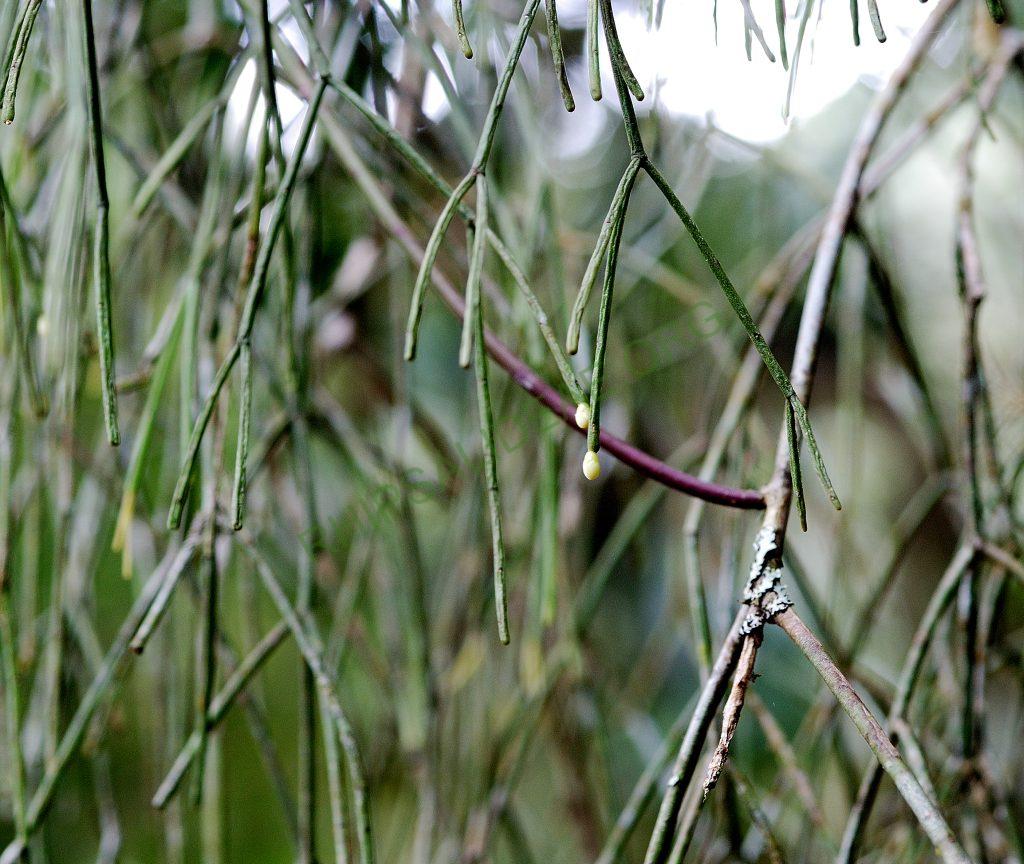 Possibly Rhipsalis ormindoi, Itatiaia, Rio de Janeiro, Brazil