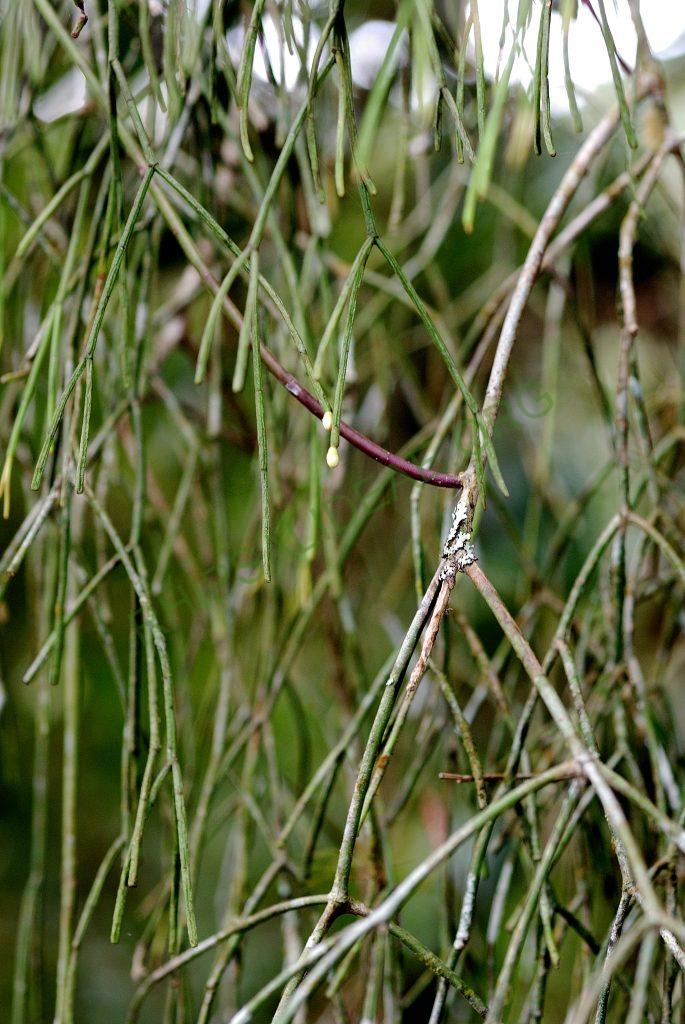 Possibly Rhipsalis ormindoi, Itatiaia, Rio de Janeiro, Brazil