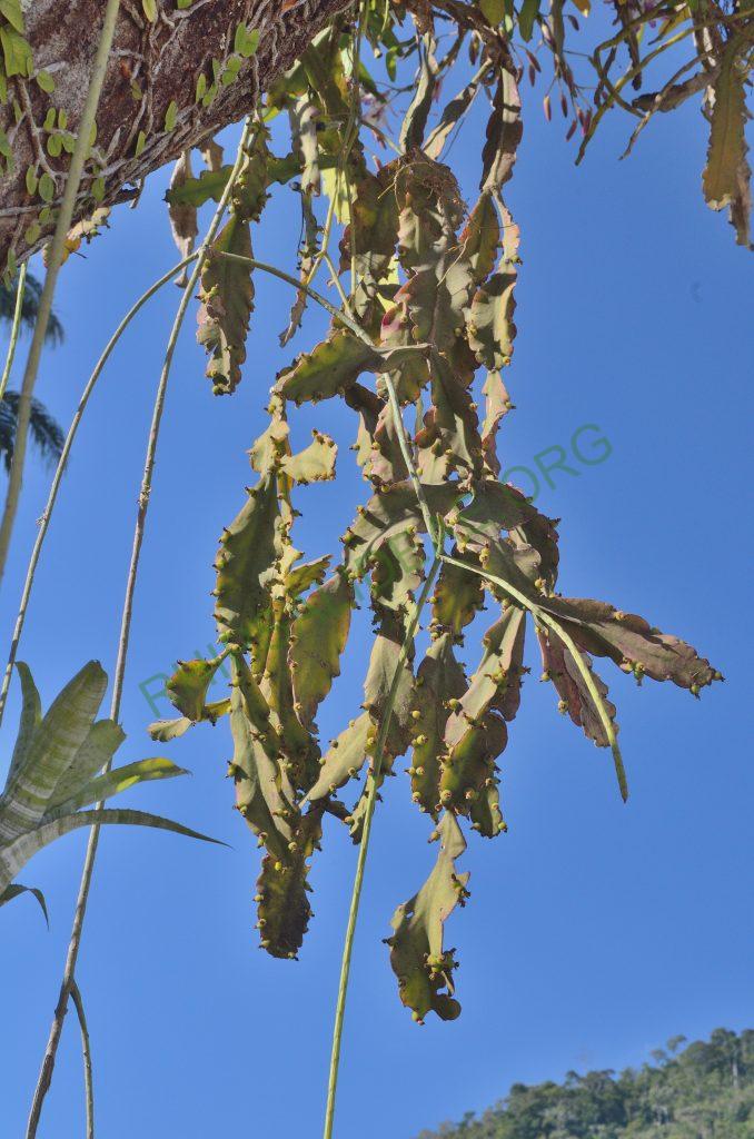 Rhipsalis pachyptera, Domingos Martins, Espírito Santo, Brazil