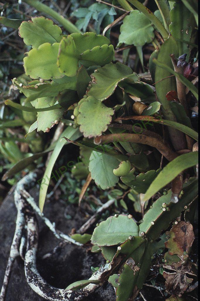 Rhipsalis pachyptera, A 60, Ilha de Santa Catarina, Florianópolis, Brazil, on the shore of Lake Peri