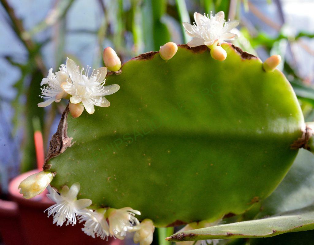 Rhipsalis pachyptera, seed grown from A 60, Ilha de Santa Catarina, Florianópolis, Brazil, on the shore of Lake Peri