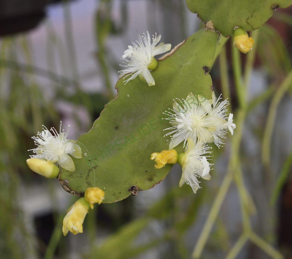 Rhipsalis pachyptera, seed grown from A 60, Ilha de Santa Catarina, Florianópolis, Brazil, on the shore of Lake Peri