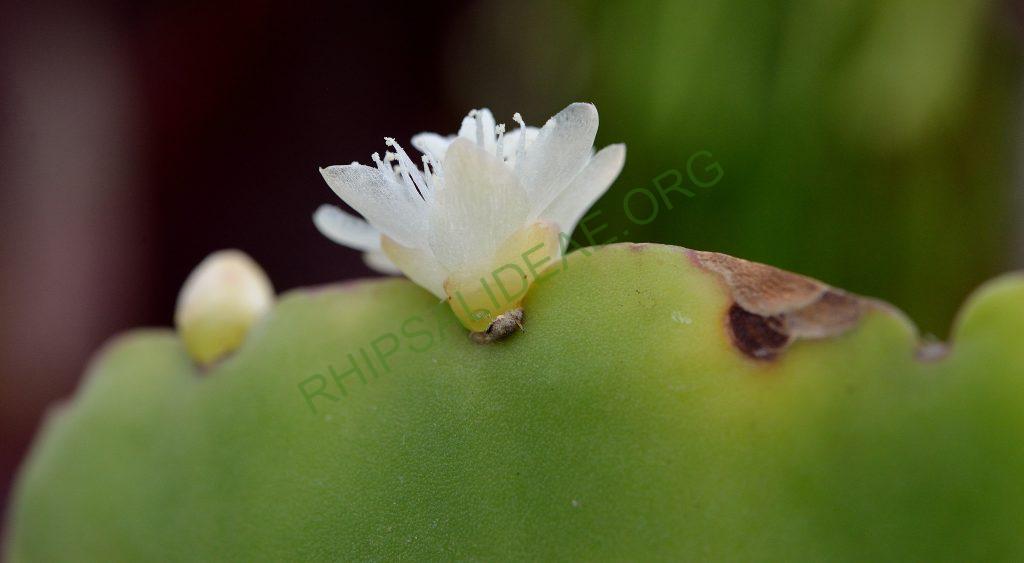 Rhipsalis pachyptera, seed grown from A 60, Ilha de Santa Catarina, Florianópolis, Brazil, on the shore of Lake Peri
