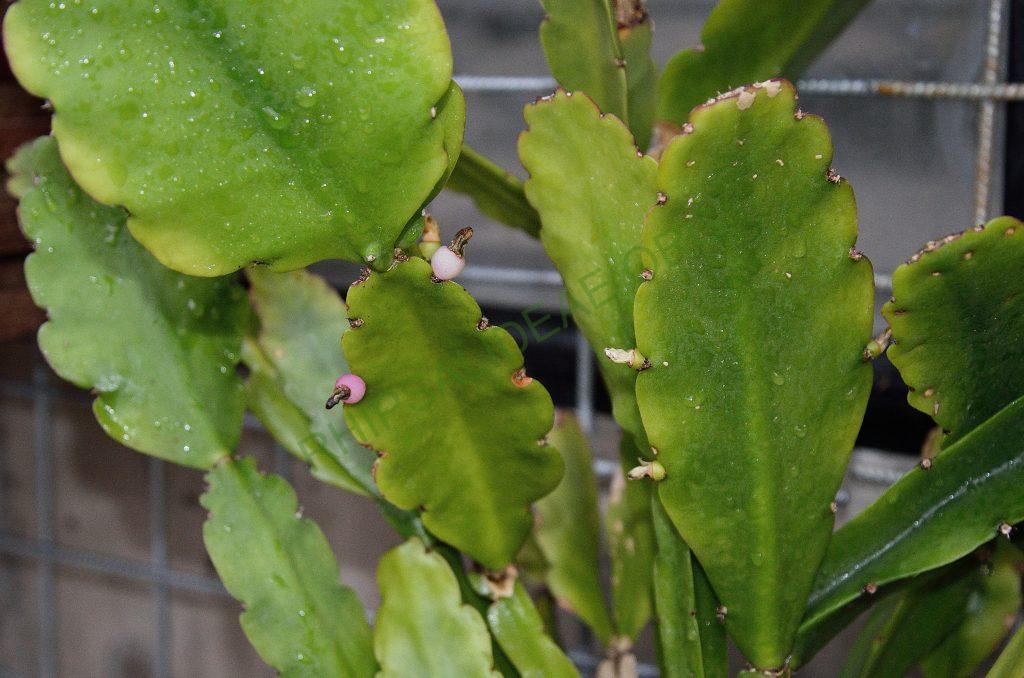 Rhipsalis pachyptera, seed grown from A 60, Ilha de Santa Catarina, Florianópolis, Brazil, on the shore of Lake Peri
