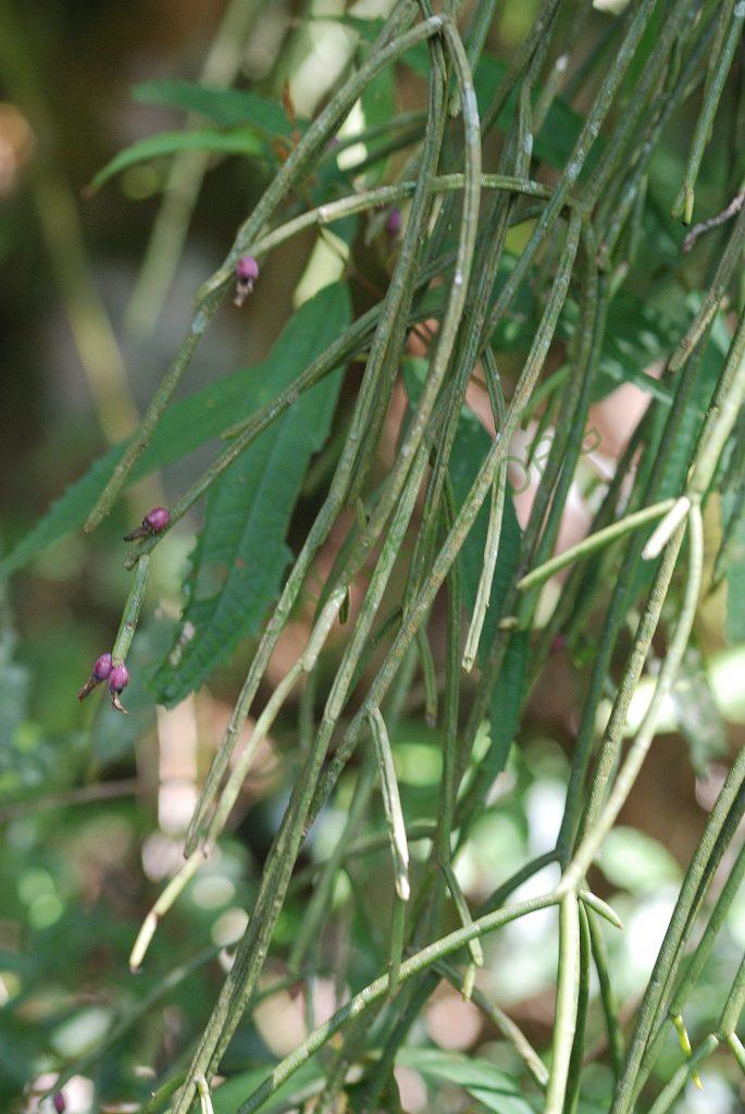Rhipsalis pulchra, A 94, Serra dos Órgãos, Rio de Janeiro, Brazil