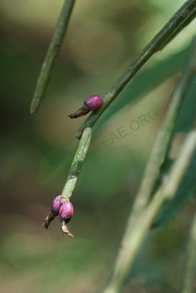 Rhipsalis pulchra, A 94, Serra dos Órgãos, Rio de Janeiro, Brazil
