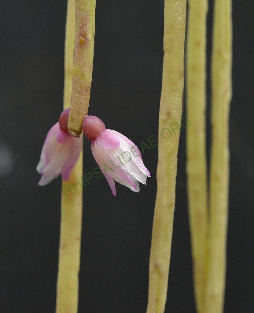 Rhipsalis pulchra, A 94, Serra dos Órgãos, Rio de Janeiro, Brazil