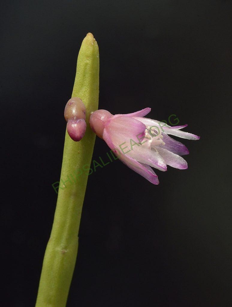Rhipsalis pulchra, A 94, Serra dos Órgãos, Rio de Janeiro, Brazil