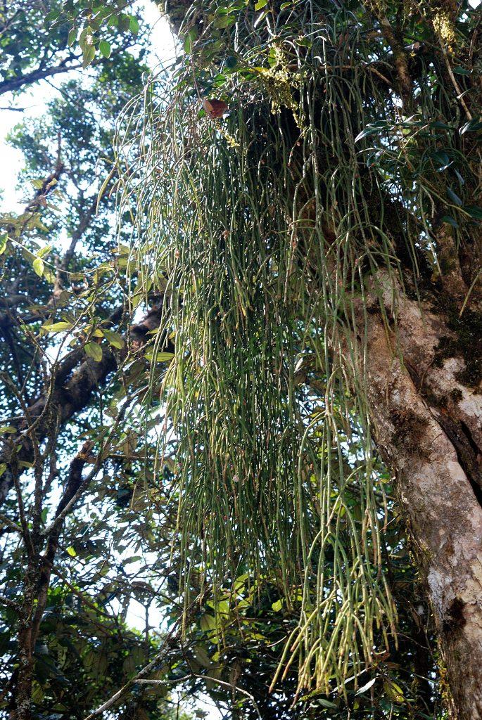 Rhipsalis pulchra, Itatiaia, Rio de Janeiro, Brazil
