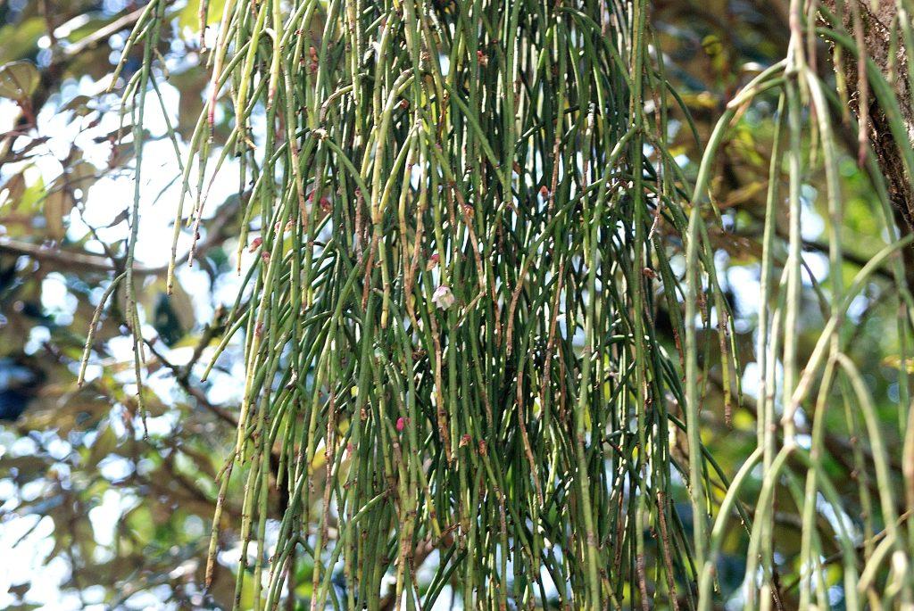 Rhipsalis pulchra, Itatiaia, Rio de Janeiro, Brazil