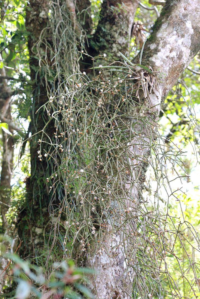 Rhipsalis floccosa subsp. pulvinigera, Serra dos Órgãos, Rio de Janeiro, Brazil