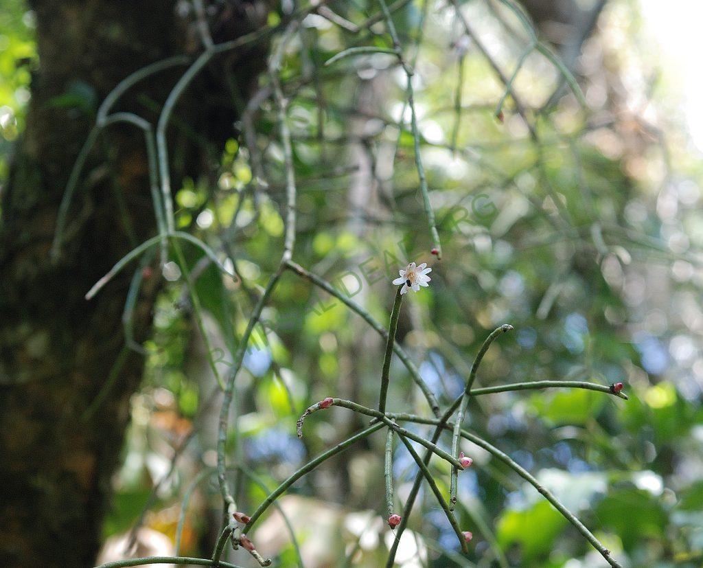 Rhipsalis floccosa subsp. pulvinigera, Serra dos Órgãos, Rio de Janeiro, Brazil