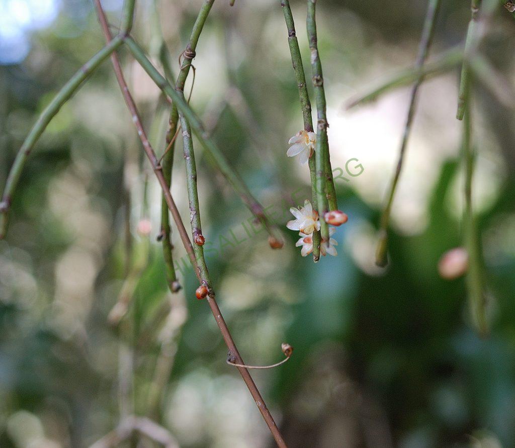 Rhipsalis floccosa subsp. pulvinigera, Serra dos Órgãos, Rio de Janeiro, Brazil