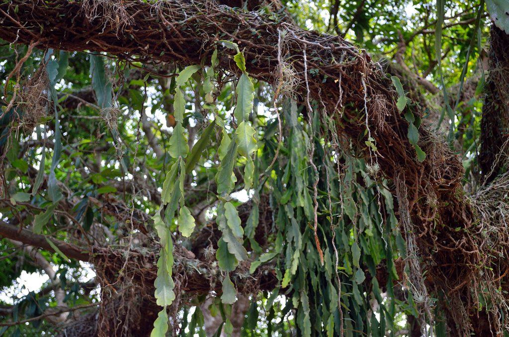 Rhipsalis russellii, AJ 122, near waterfall Poço do Diablo, Chapada Diamantina, Bahia, Brazil