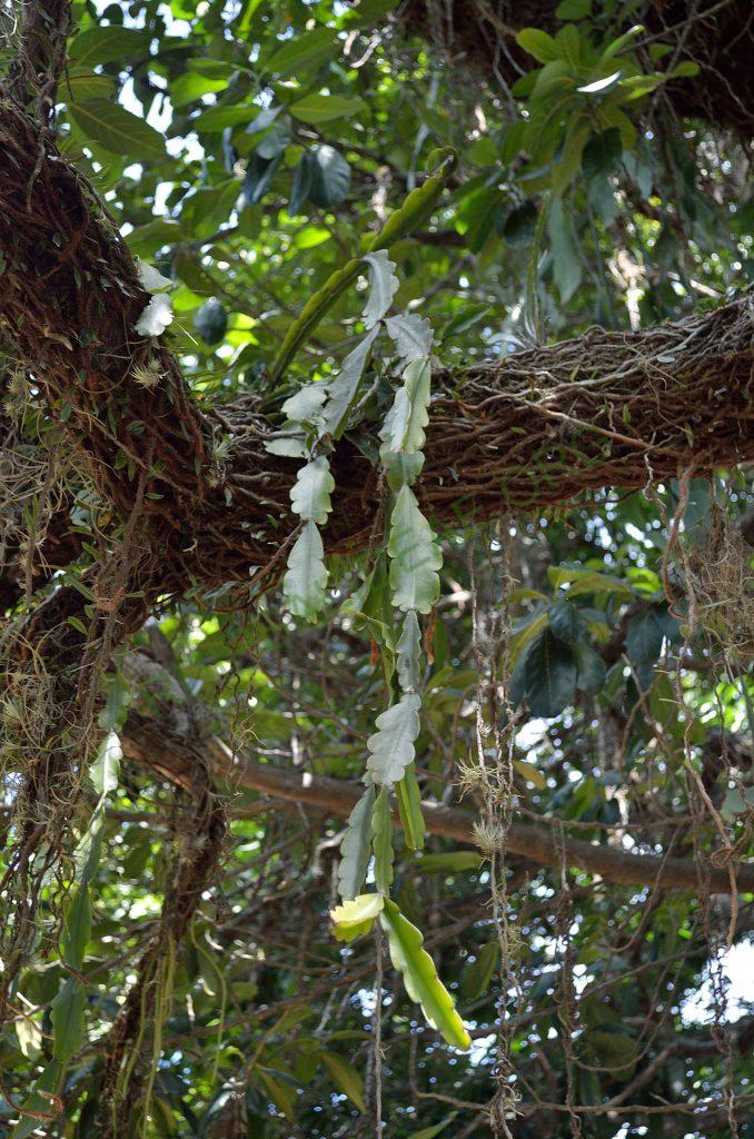 Rhipsalis russellii, AJ 122, near waterfall Poço do Diablo, Chapada Diamantina, Bahia, Brazil