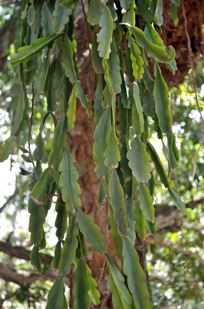 Rhipsalis russellii, AJ 122, near waterfall Poço do Diablo, Chapada Diamantina, Bahia, Brazil