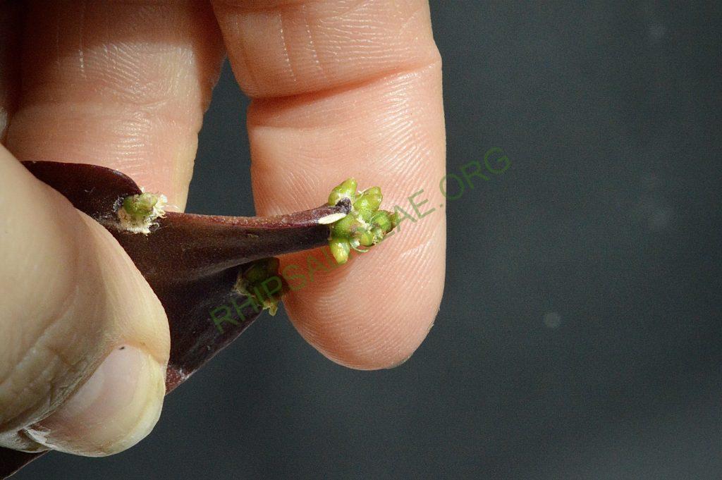 Rhipsalis russellii
