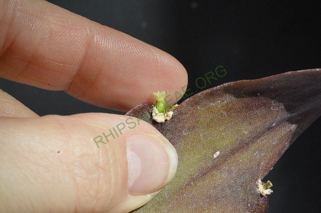 Rhipsalis russellii
