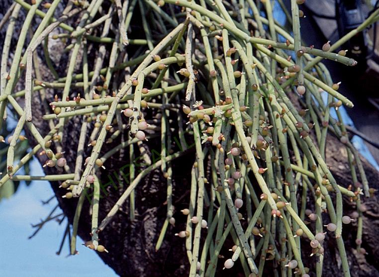 Rhipsalis shaferi, A 74, Trinidad, Bolivia