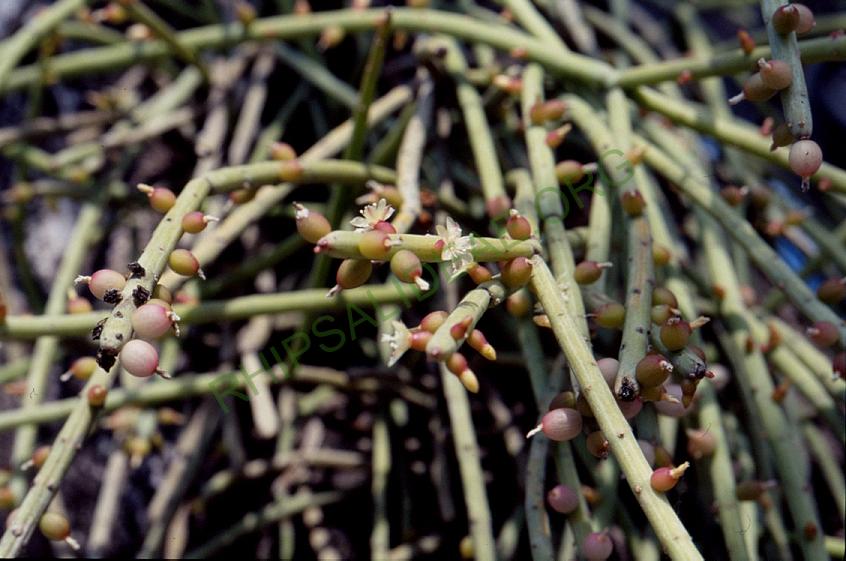 Rhipsalis shaferi, A 74, Trinidad, Bolivia