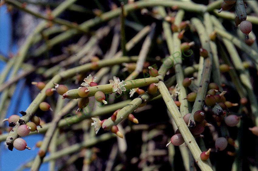 Rhipsalis shaferi, A 74, Trinidad, Bolivia