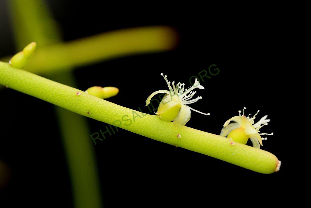 Rhipsalis shaferi, seed cultivated specimen from A 74, Trinidad, Bolivia
