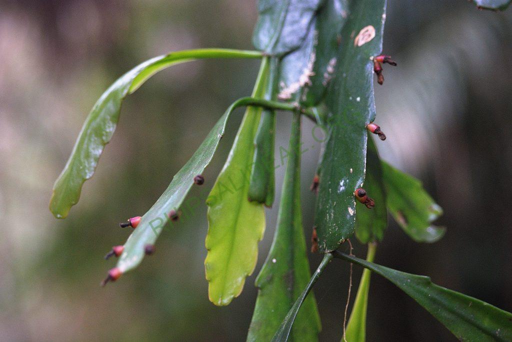 Rhipsalis sp., Serra dos Órgãos, Rio de Janeiro, Brazil