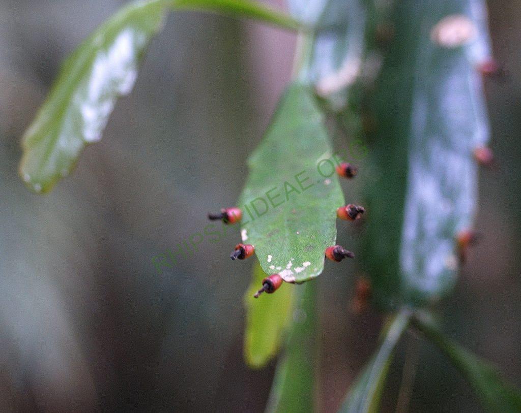 Rhipsalis sp., Serra dos Órgãos, Rio de Janeiro, Brazil