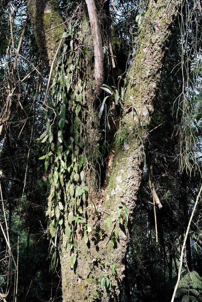 Possibly Rhipsalis elliptica, Itatiaia, Rio de Janeiro, Brazil