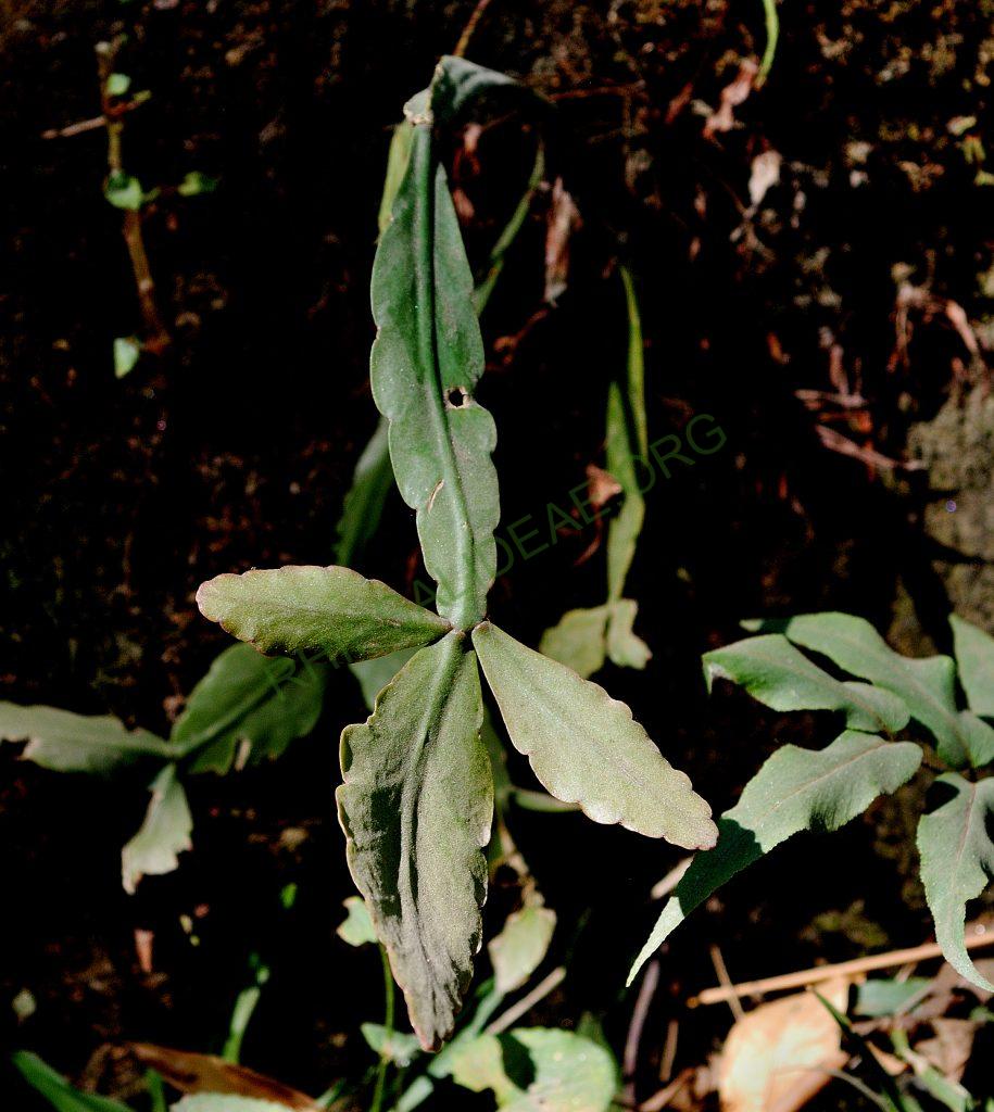 Possibly Rhipsalis elliptica, Itatiaia, Rio de Janeiro, Brazil