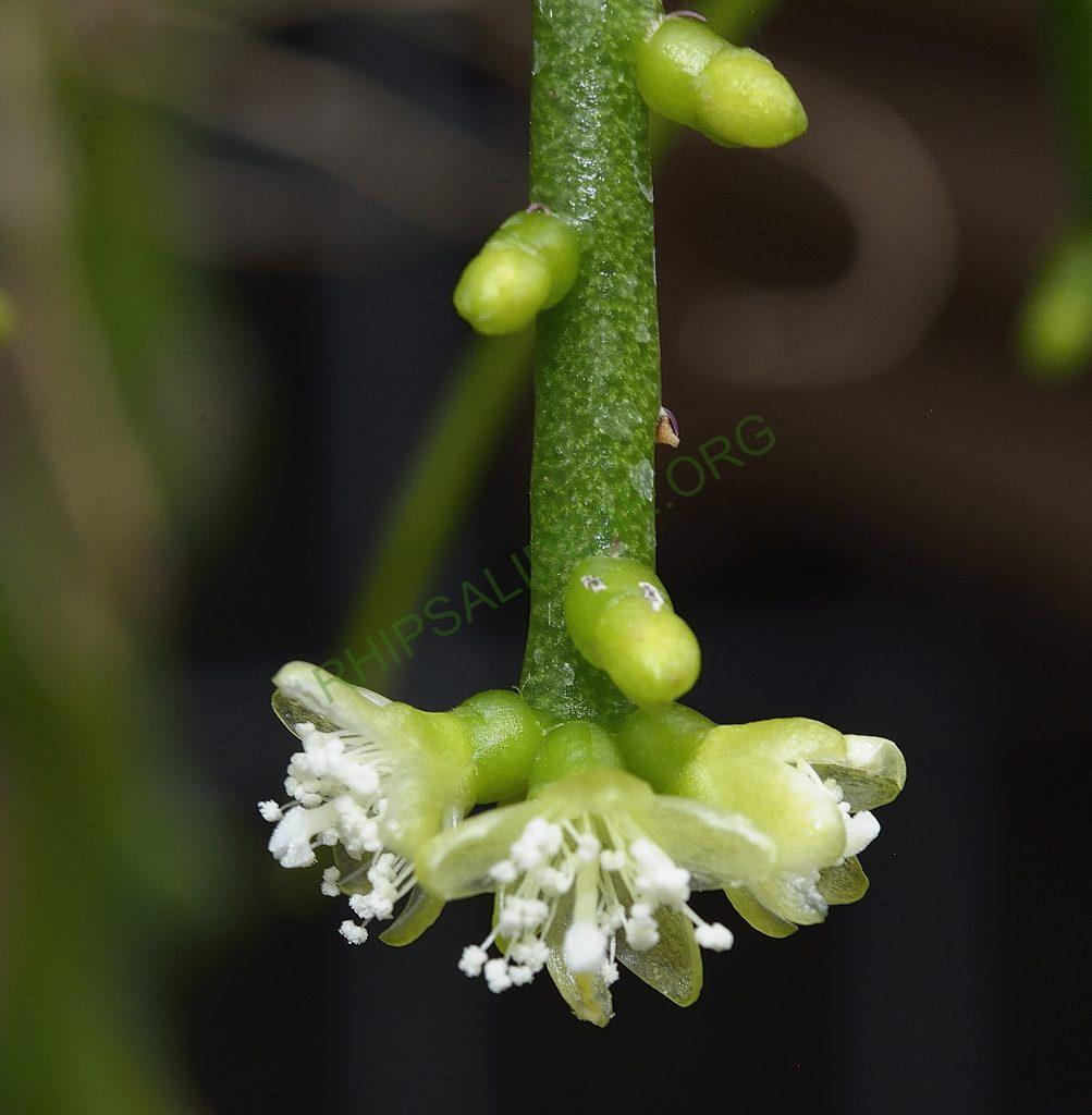 Rhipsalis teres f. heteroclada, A 94A, Serra dos Órgãos, Rio de Janeiro, Brazil